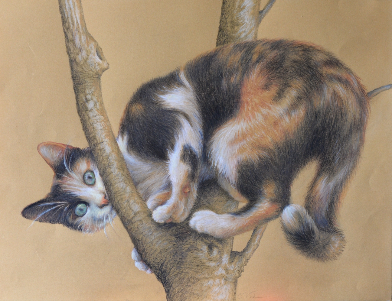 Pencil drawing of the cat Pussar. Playfully, she climbed high in the tree to show off. Made by Els Vink.